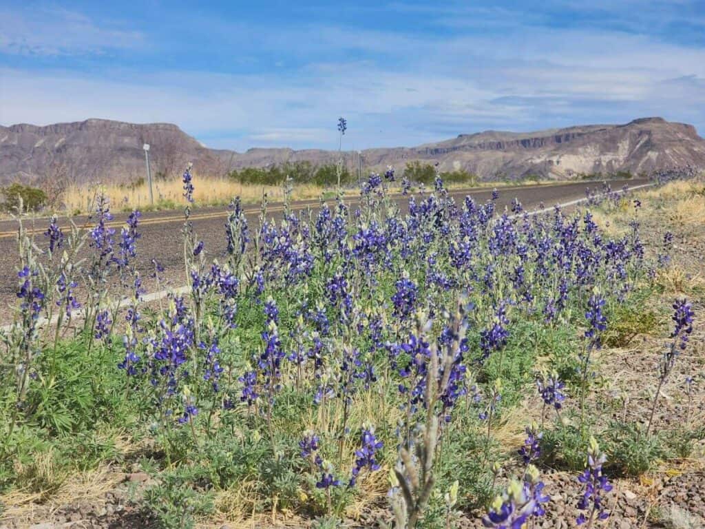 The blue wildflowers make Big Bend one of the best national parks in April.