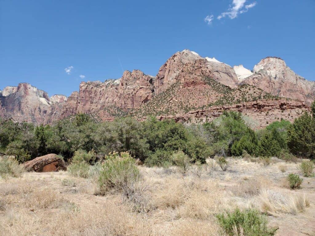 A field of dry brush with pink canyon walls in the distance at Zion National Park.