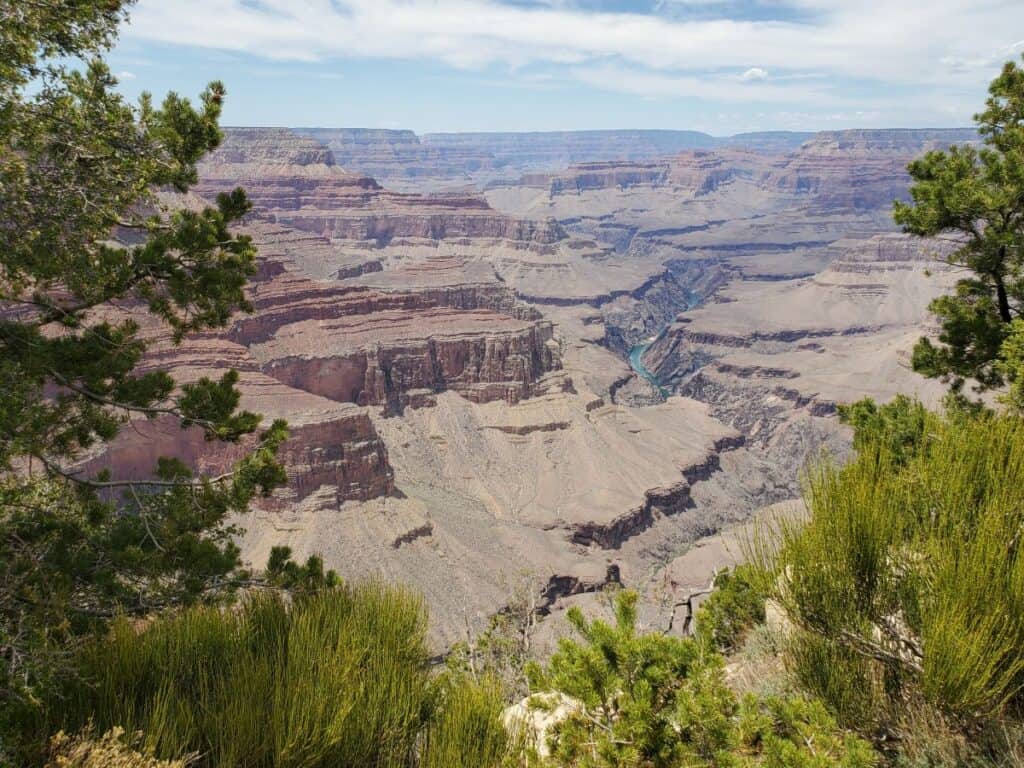Grand Canyon overlook surrounded by green plants