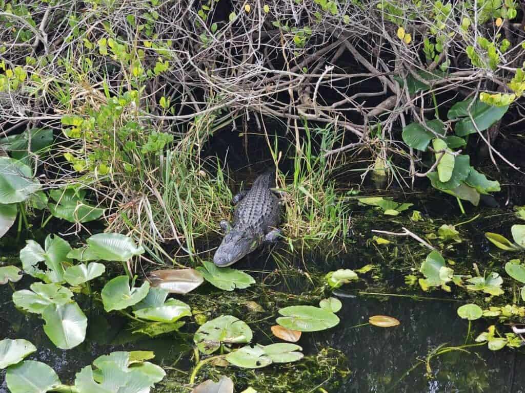 Alligator in Everglades National Park swamp.