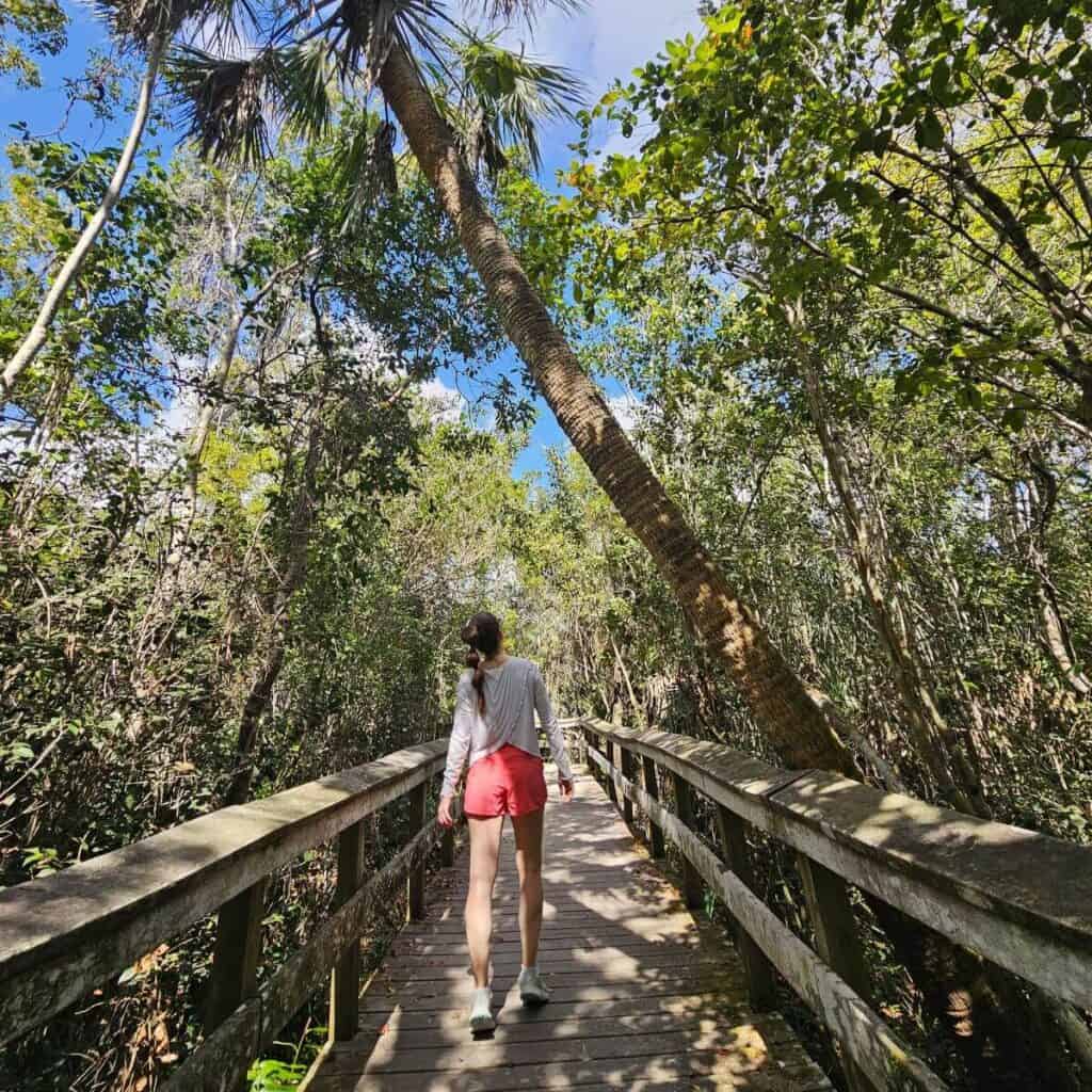 Woman walking on a wooden boardwalk through lush Everglades landscape.