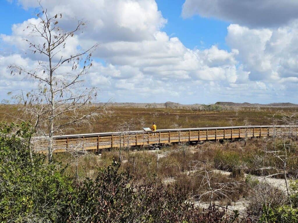 A boardwalk surrounded by grasslands in Everglades National Park