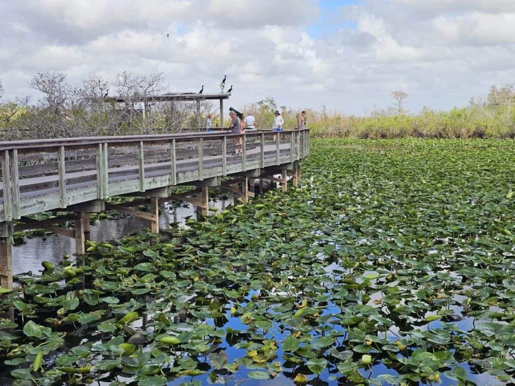 Boardwalk trail over a swamp in Everglades National Park Florida
