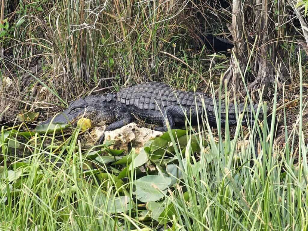 Alligator in a swamp at Everglades National Park