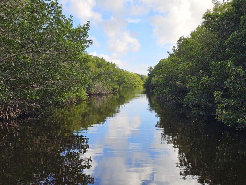A canal in Everglades National Park surrounded by trees