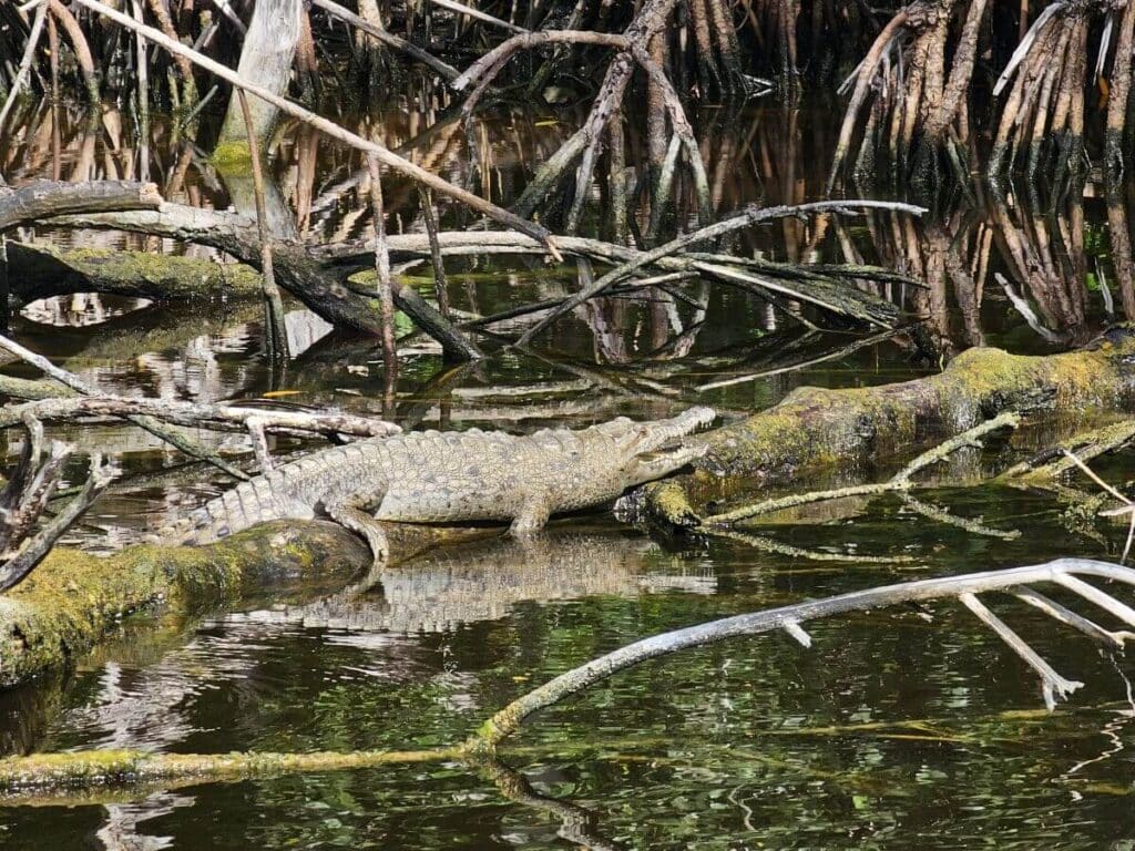 A small crocodile on a log at Everglades National Park