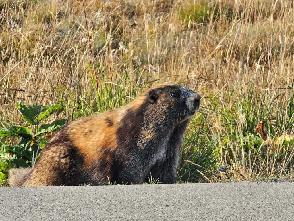 A brown marmot standing in low grass in a Washington national park in July.